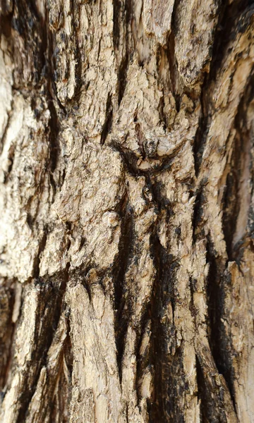 Detail kůra stromu pro pozadí. — Stock fotografie