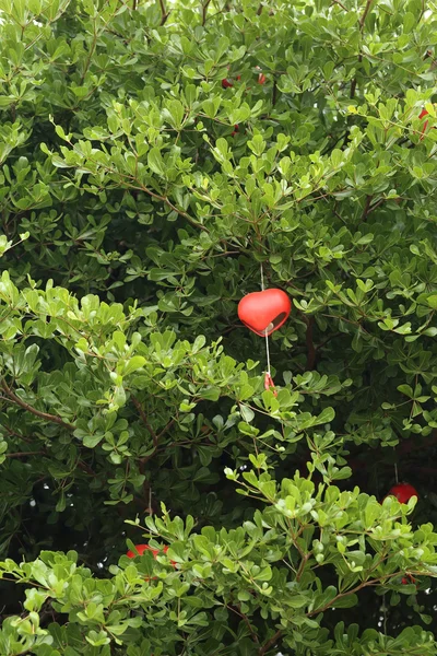 Natureza cartão fundo - Decorações coração vermelha pendurar na árvore verde . — Fotografia de Stock