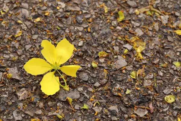 Gele bloem vallen op verdieping. — Stockfoto