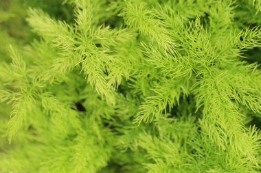 Kuşkonmaz fern (kuşkonmaz densiflorus cv. 'Myers'), taze yeşil