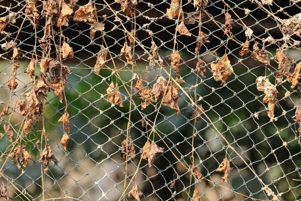 Withered creeper plant on net rope wall.
