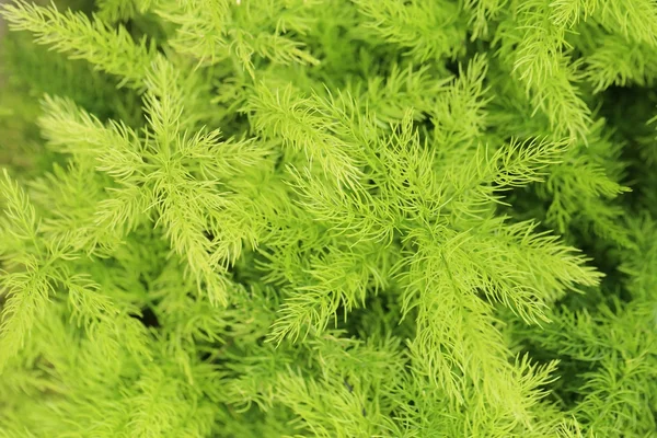 Kuşkonmaz fern (kuşkonmaz densiflorus cv. 'Myers'), taze yeşil