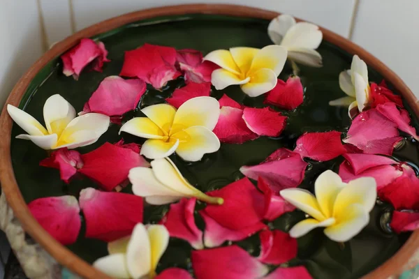 White and yellow Plumeria flower and pink rose petal float in cl — Stock Photo, Image