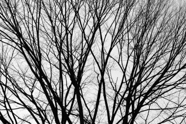 ağaç dalları silüeti.