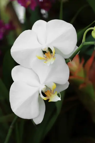 Phalaenopsis bianco, fiore del orchid nel giardino . — Foto Stock