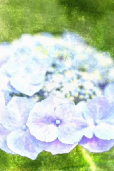 Hortensias azules, Acuarela sobre lienzo textura . — Foto de Stock