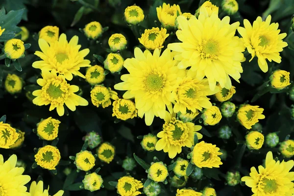 Bouquet de fleurs de chrysanthème jaune pour fond . — Photo