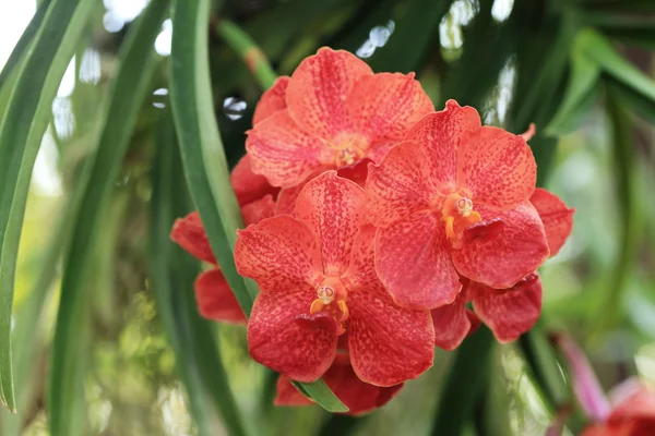 Orchidée de vanda orange rouge, scène naturelle de jardin . — Photo