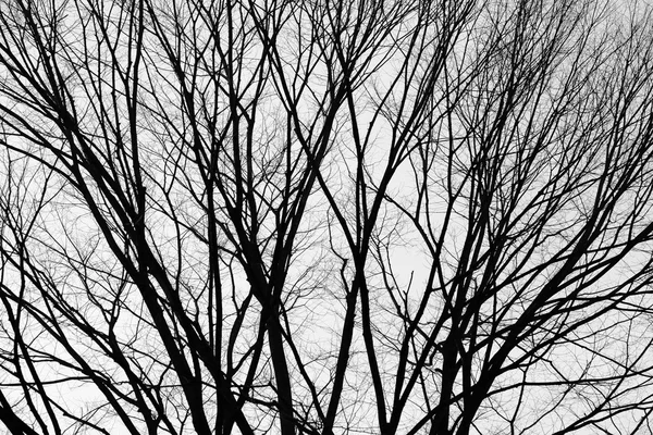 Silhouette of tree branches. — Stock Photo, Image