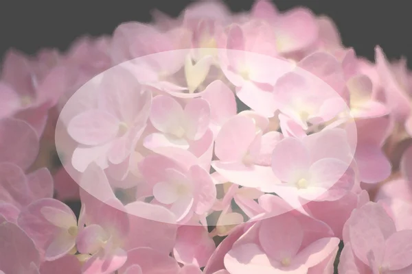 Hydrangea rosa, acuarela sobre lienzo textura. con ba blanca pálida — Foto de Stock