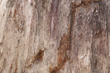 Arka plan için doku doğa.