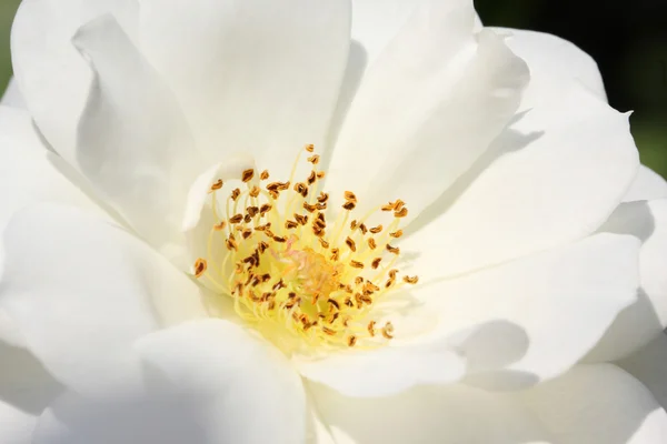 Close up of white rose bloom with pistol, stamen, and pollens. — Stock Photo, Image
