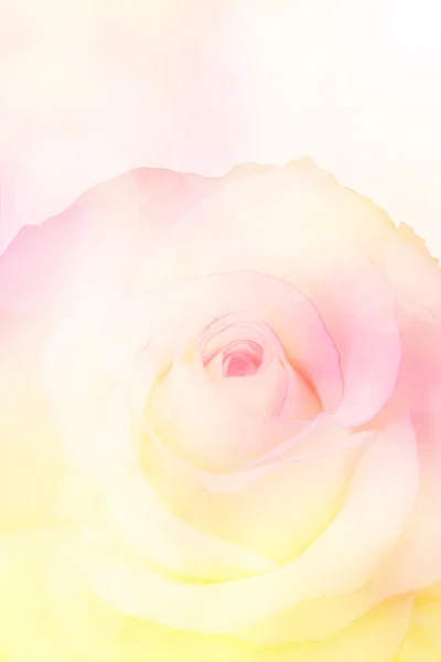 Sweet color rose in soft color and blur style for background Stock Picture