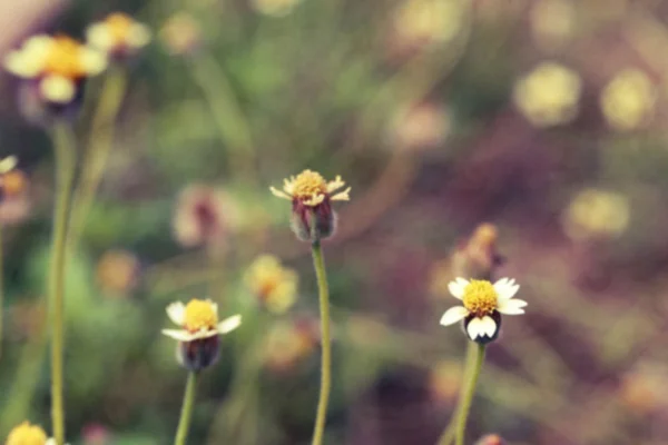 Verschwommenes Hintergrundbild von Wildblumen, Vintage getönt mit Papierstruktur. — Stockfoto