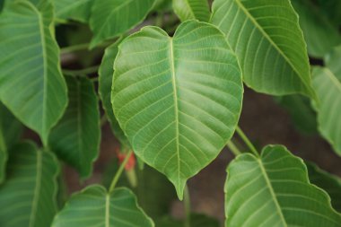 Kalp şekli yaprak, pipal ağacı.