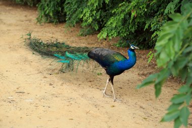 Güzel canlı renkler tavus kuşu, Hint mavi tavus, Pavo cristatus, zeminde yürüyüş.