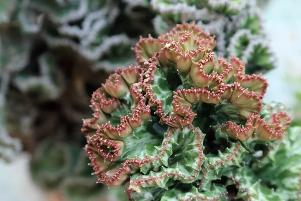 Crested Euphorbia, Coral Cactus suculento, tipo de planta tropical — Fotografia de Stock