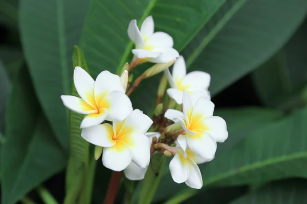 Ramo de flores de plumeria blanca o flores tropicales Frangipani sobre fondo verde . —  Fotos de Stock