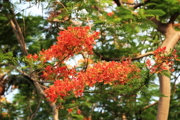 Czerwono - pomarańczowy kwiat Paw. (Wspaniały Gulmohar kwiaty, Flam boyant, The Flame Tree, Royal Poinciana drzewa) — Zdjęcie stockowe