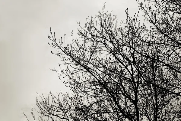 Silueta de ramas de árbol, tonificada en blanco y negro . —  Fotos de Stock