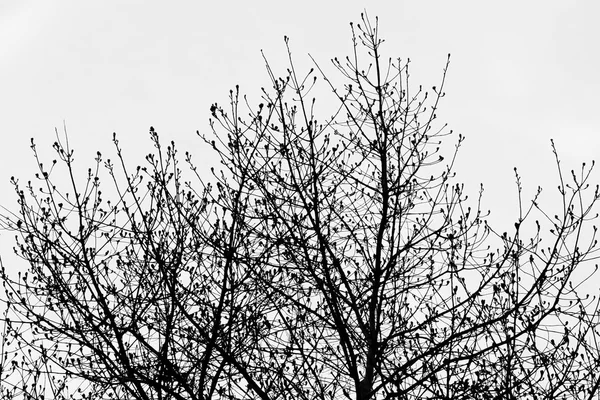 Tonda silüeti ağaç dalları, siyah ve beyaz. — Stok fotoğraf