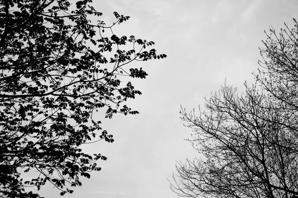 Silhueta de galhos de árvore, Preto e branco tonificado . — Fotografia de Stock