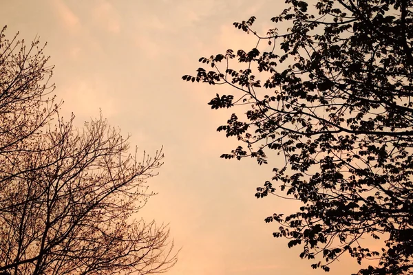 Silhuetten av trädgrenar, sunset tonas. — Stockfoto