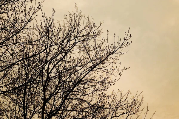Ağaç dalları, gün batımı silüeti tonda. — Stok fotoğraf