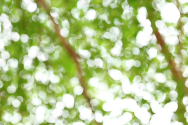 Abstract spring background. Green natural background of out of focus tree branch or bokeh. — Stock Photo, Image