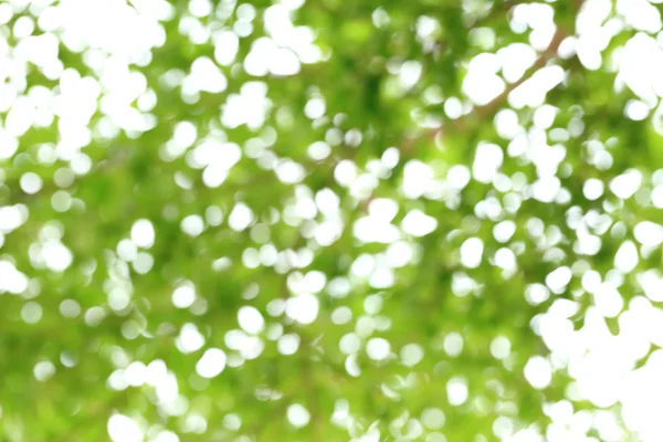 Abstract spring image. Green natural background of out of focus tree branch or bokeh. — Stock Photo, Image