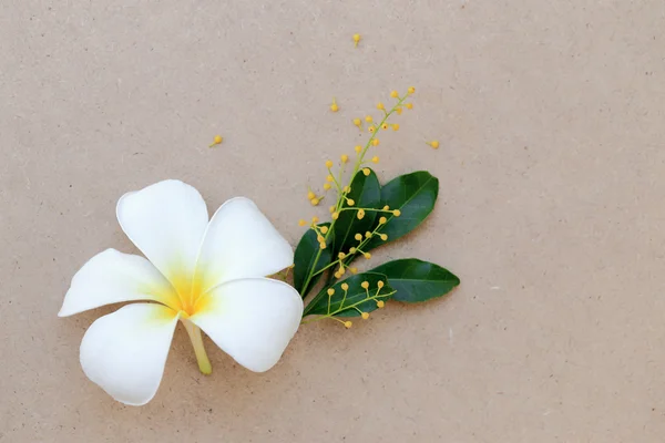 White Plumeria or Frangipani tropical flower and Yellow Chinese Ricce flower. Flat lay spring flower background. — Stock Photo, Image