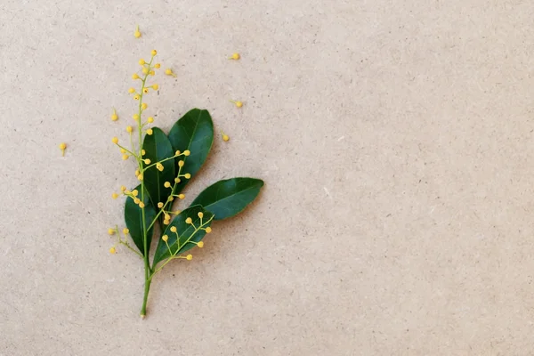 Flor amarilla de arroz chino y hoja verde sobre cartón de papel marrón. Fondo plano de flores de primavera . — Foto de Stock
