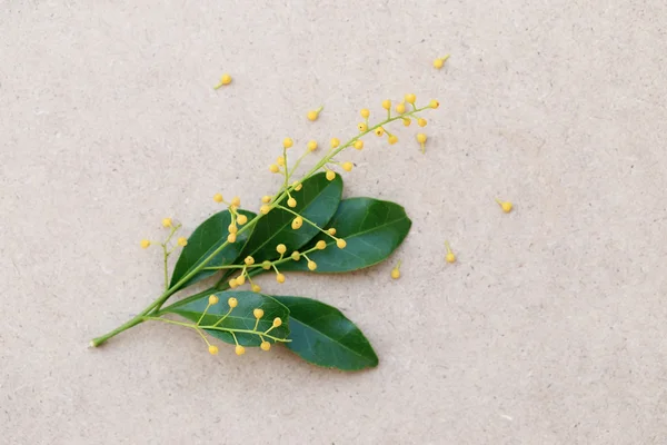 Flor amarilla de arroz chino y hojas verdes sobre cartón de papel marrón. Fondo plano de flores de primavera . — Foto de Stock