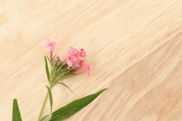 Illatos Panama Rózsa barna fából készült karton. Lapos laikus tavaszi virágot háttér. — Stock Fotó