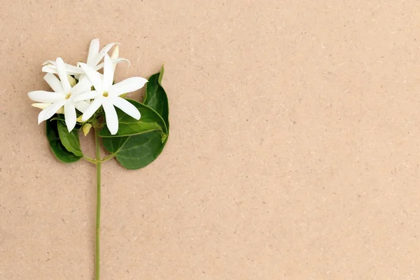 White Star Jasmine on brown paper cardboard, top view. Flat lay spring flower background. — Stock Photo, Image