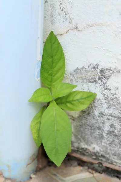 Растение растет на трещиноватом бетоне . — стоковое фото
