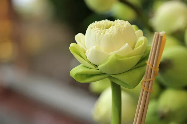 Lotus flowers for offerings Buddha in Buddhist religious ceremony. — Stock Photo, Image