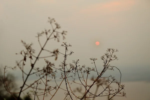 Silhueta de galhos de árvore com pôr do sol no fundo . — Fotografia de Stock