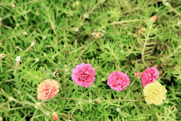 Kleurige bloemen met groene blad achtergrond. — Stockfoto