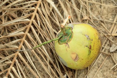 Yeşil Hindistan cevizi ve Bahçe toprağa yıpranmış yapraklar.