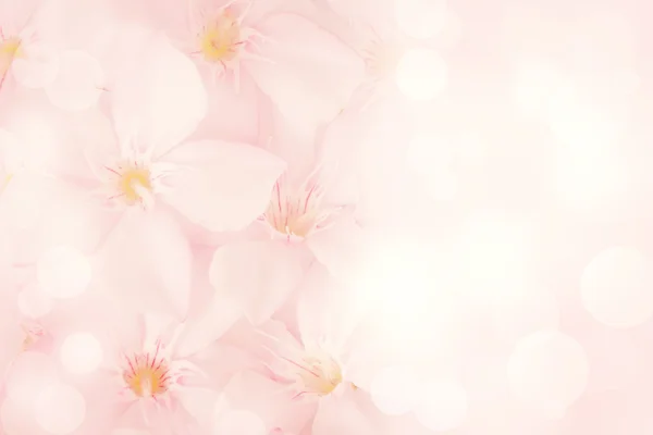 Pembe çiçek arkaplanı