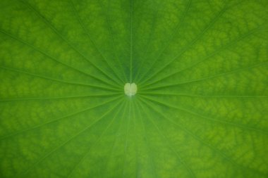 Lotus yaprağı arka plan 