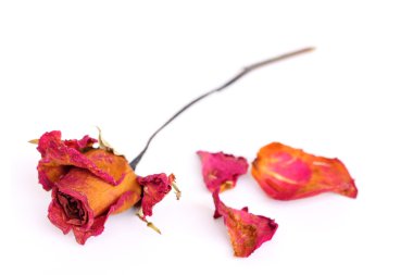 Solmuş bir gül ve beyaz arka plan üzerinde yaprakları.