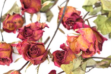 Whithered gül beyaz arka plan üzerinde.