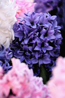 Mavi, pembe ve beyaz sümbül, suluboya.