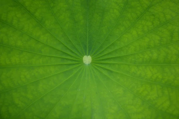 Fondo de hoja de loto — Foto de Stock