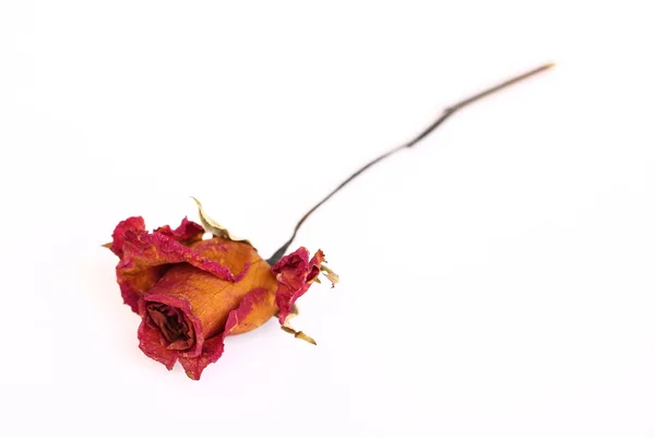 A whithered rose isolated on white background. — Stock Photo, Image