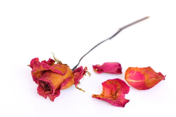 Una rosa marchita y pétalos sobre fondo blanco . —  Fotos de Stock