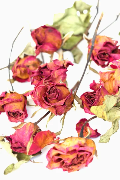 Whithered roses on white background. — Stock Photo, Image