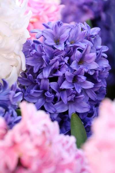 Fondo de jacintos blancos, rosados y azules, marco completo — Foto de Stock